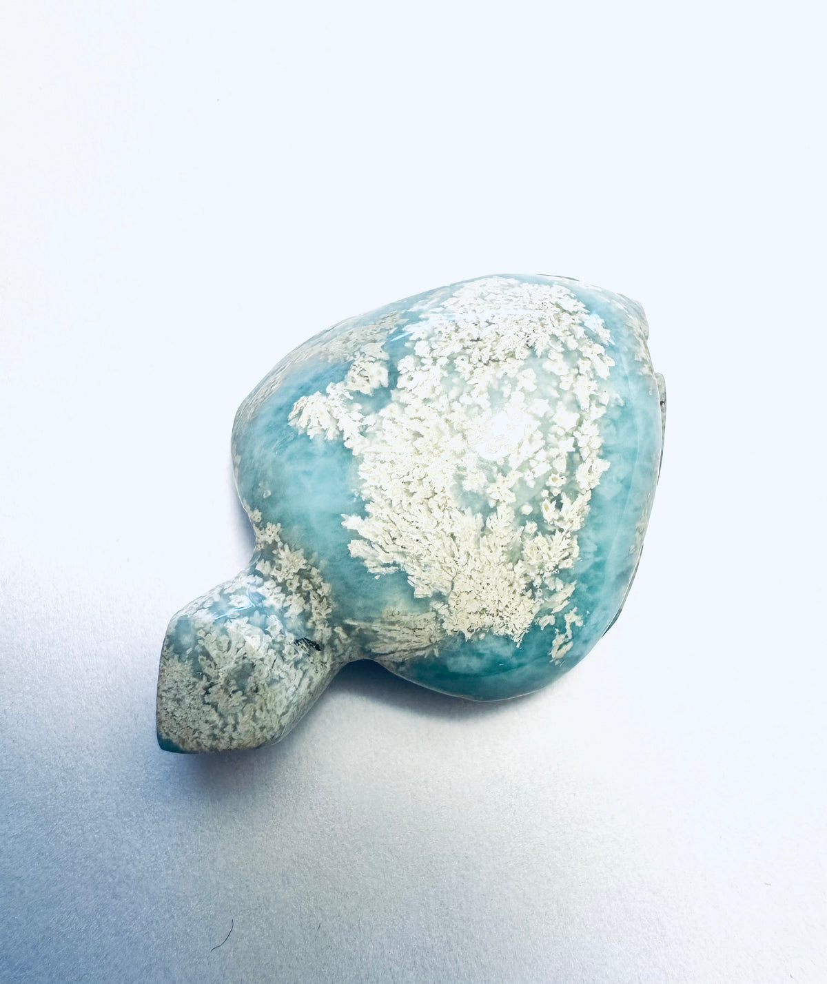 Larimar Schildkröte