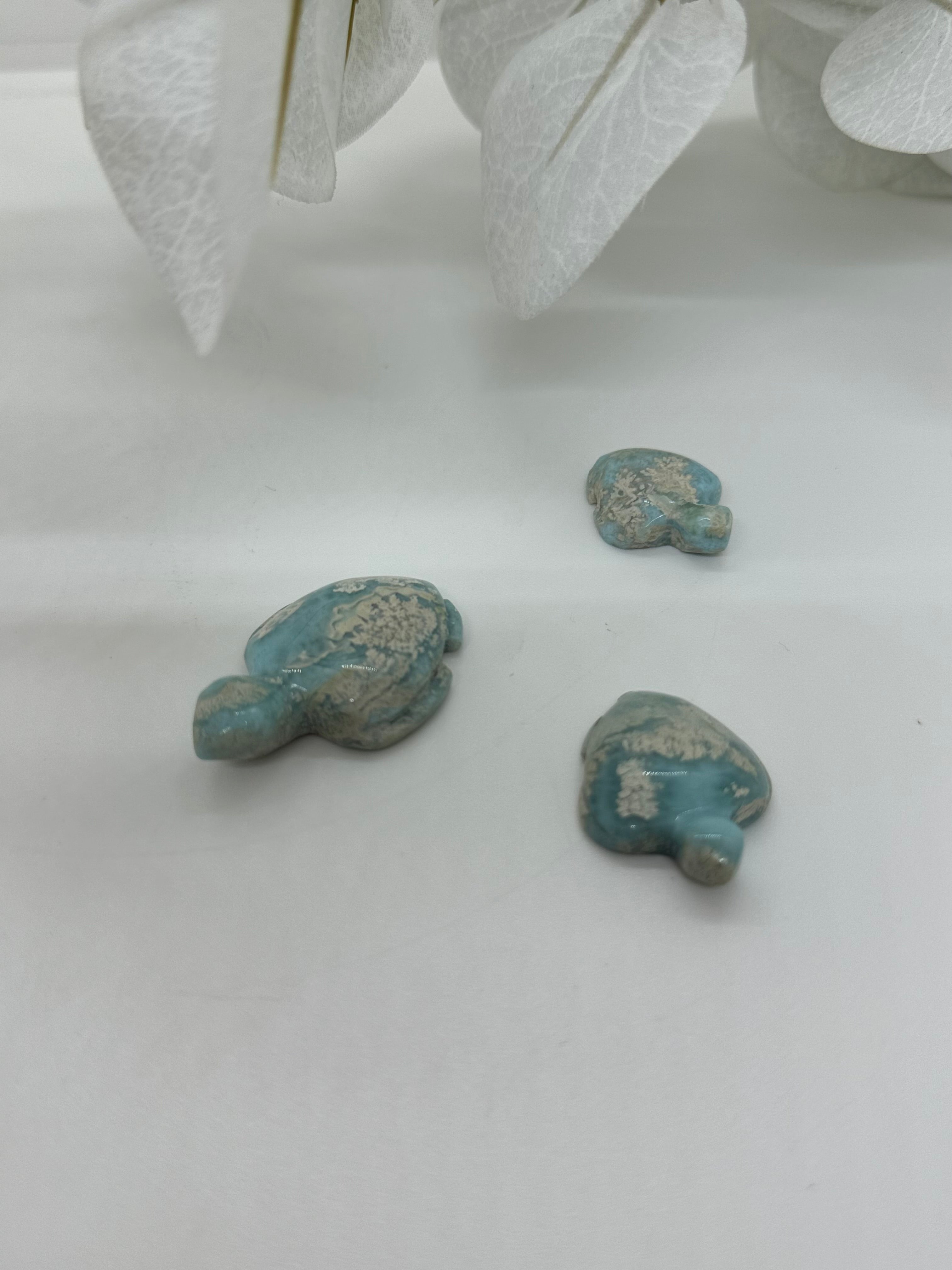 Larimar Schildkröte